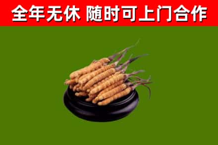 茶陵烟酒回收冬虫夏草.jpg
